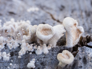 Closeup shot of edible mushrooms , White  Needle mushroom, Lily mushroom, winter mushrooms or winter fungus
