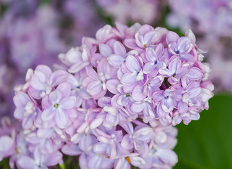 Purple lilac blooming in spring 