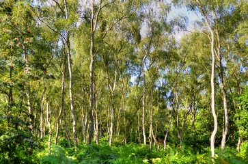 Fototapete bei efototapeten.de bestellen   