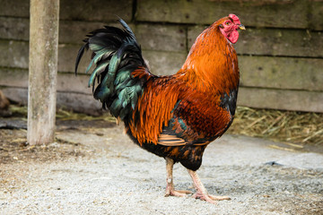 Rooster in a barn
