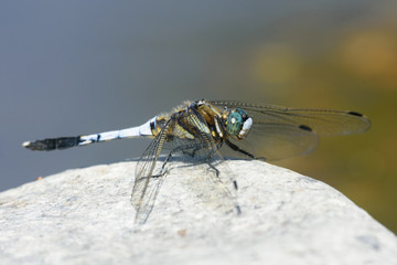 シオカラトンボ © moto_cmp