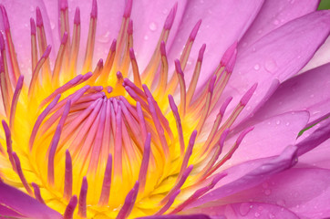 Obraz premium Pink lotus.