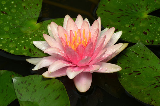 Pink lotus.