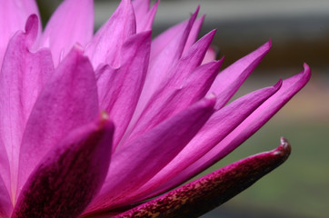 Fototapeta premium Pink lotus.