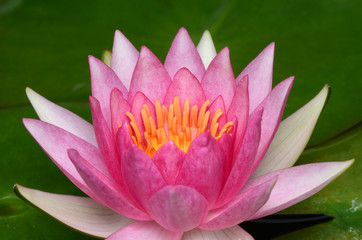 Pink lotus.