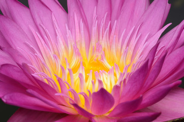 Fototapeta premium Pink lotus.