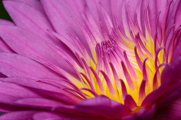 Obraz premium Pink lotus.