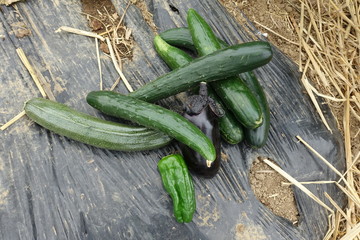 野菜の収穫