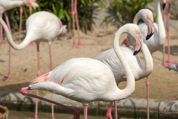 Flamingos or flamingoes are a type of wading bird in the family Phoenicopteridae, the only family in the order Phoenicopteriformes.