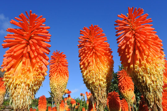 Kniphofia Images – Browse 3,631 Stock Photos, Vectors, and Video | Adobe  Stock