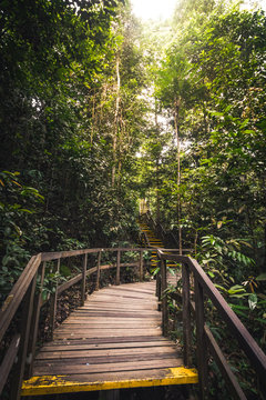 Trail trough the heart of the forest