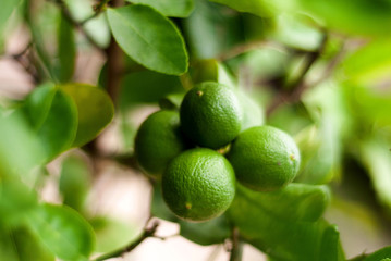 limes