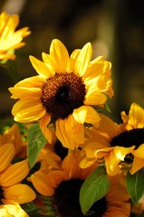 太陽を浴びるヒマワリ