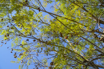 Fototapeta premium Beautiful trees in Beverly Hills - LOS ANGELES - CALIFORNIA - APRIL 20, 2017