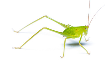 Bush cricket (Katydid) isolated on white background.