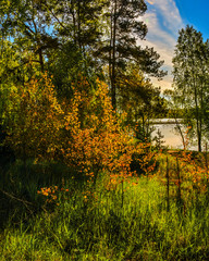 A Sunny summer morning