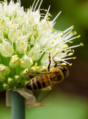 Honey Bee on Onion Flower