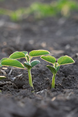 Emerging soybean plant2