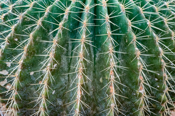 Cactus plant on gravel