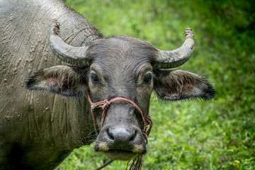 Brown young buffalo