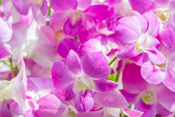 Abstract blurred of purple orchids, Dendrobium.