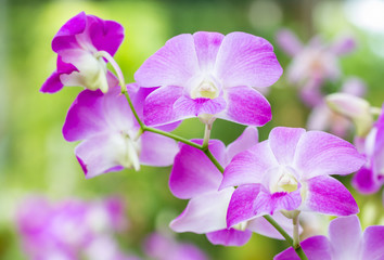 Beautiful purple orchid, Dendrobium.