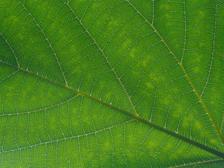 Leaf pattern