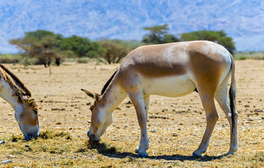 Onager is a brown Asian wild donkey (Equus hemionus) inhabits nature reserve park near Eilat, Israel