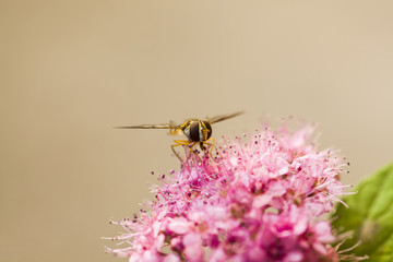 Hoverfly