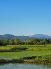 Obraz premium 秋田駒ケ岳と春の水田風景