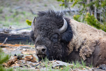 Fototapeta premium Buffalo