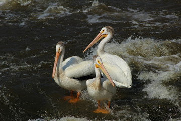 Pelicans on the Mississippi River