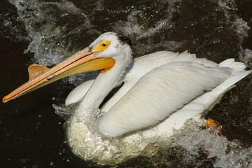 Pelicans on the Mississippi River