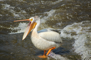 Pelicans on the Mississippi River