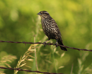 Fototapeta premium Female Red-winged Blackbird