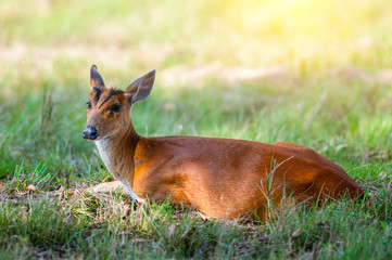 Barking deer or Muntjac deer in nature