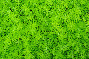 Natural background Cactus succulent plant