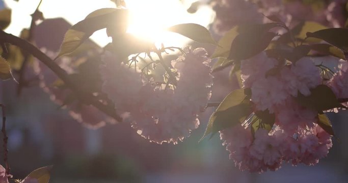 Pink Beautiful Japanese Cherry Blossoming of Sakura Tree Closeup in Broad Daylight on Natural Background