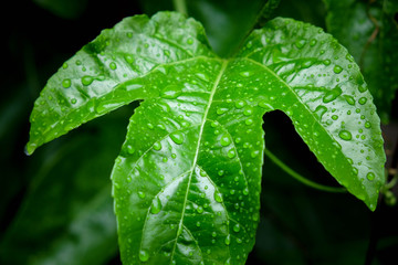Green leaf with water drops for background