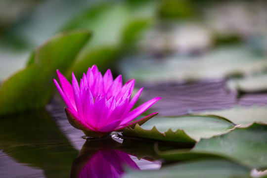 Fototapeta Beautiful lotus in pond.