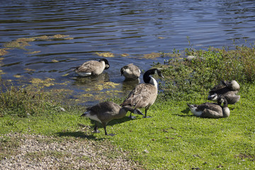 Walking Geese