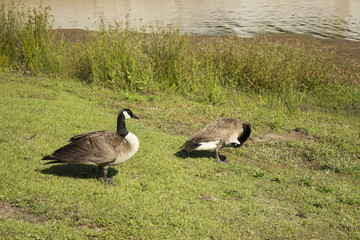 Two Geese