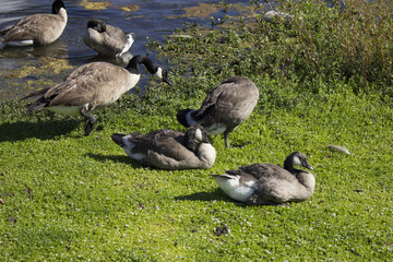 Pruning Geese