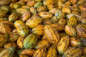 Cacao fruit, raw cacao beans, Cocoa pod background