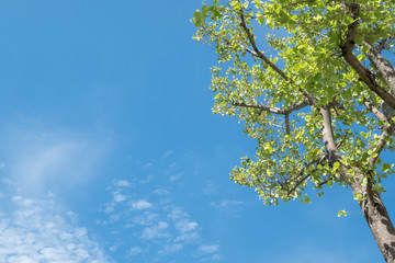 Sun shining through tree with blue sky.
