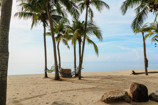 Coconut palm tree  on sand beach of thailand