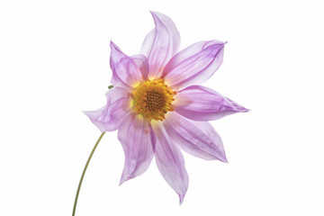 Backlit macro of Tree Dahlia (Dahlia imperialis) flower © Anne Powell