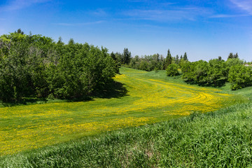 Mill Creek Ravine Park