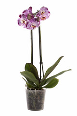 Phalaenopsis orchid bush in a pot on a white background