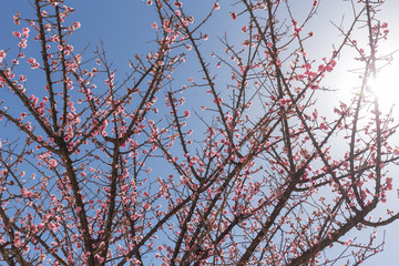 Beautiful peach forest